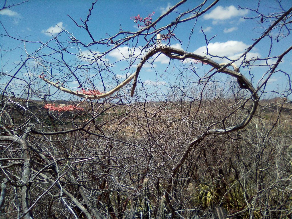 notas-subjetivas-e-encantadas-de-uma-viagem-para-o-serid_50674707103_o