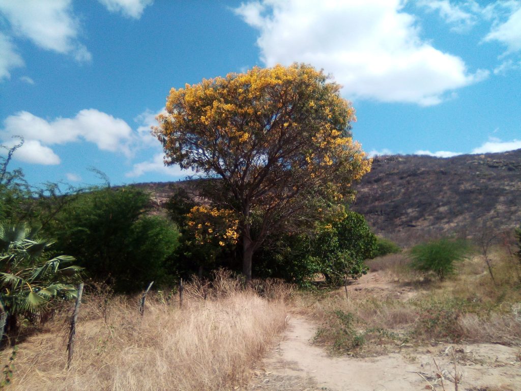 notas-subjetivas-e-encantadas-de-uma-viagem-para-o-serid_50675538682_o